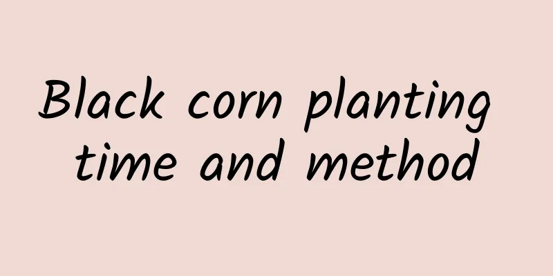 Black corn planting time and method