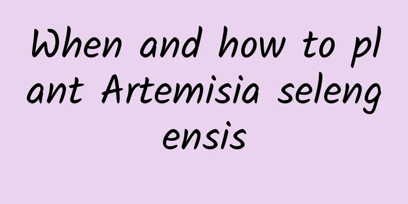 When and how to plant Artemisia selengensis