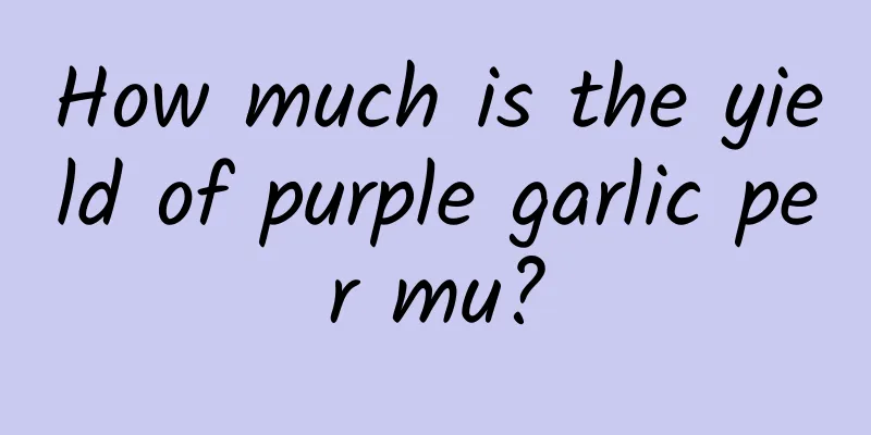 How much is the yield of purple garlic per mu?