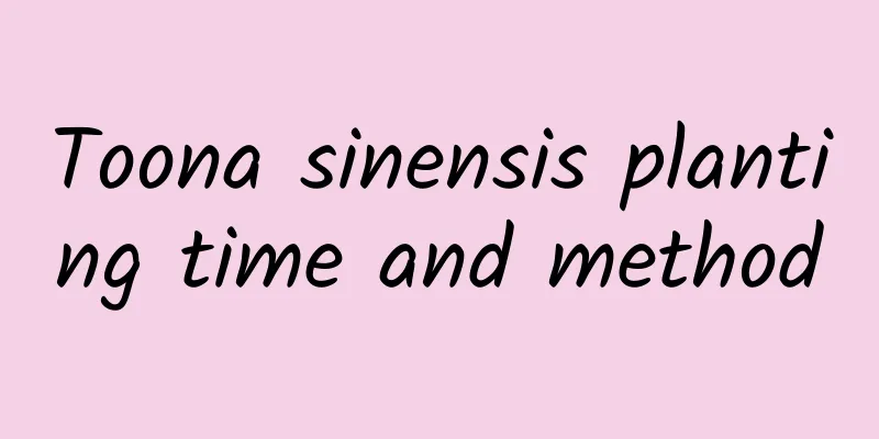 Toona sinensis planting time and method