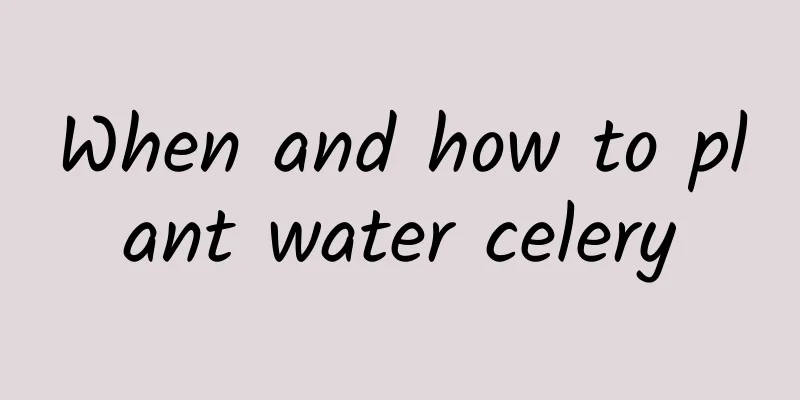When and how to plant water celery