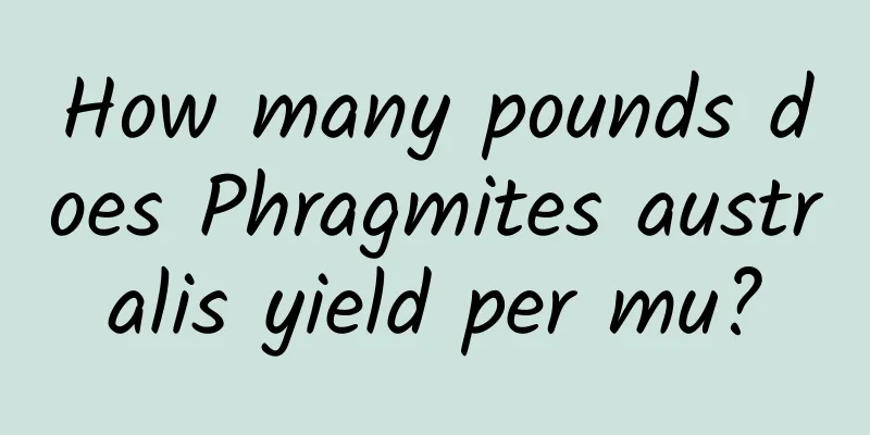 How many pounds does Phragmites australis yield per mu?
