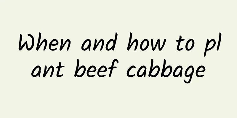 When and how to plant beef cabbage
