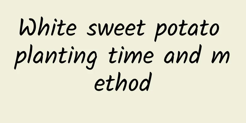 White sweet potato planting time and method