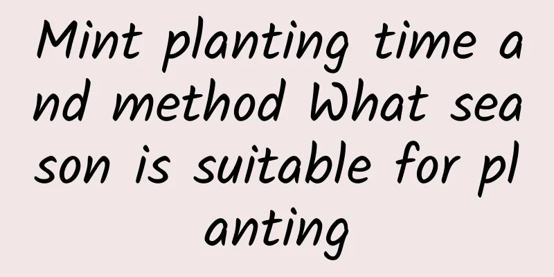 Mint planting time and method What season is suitable for planting