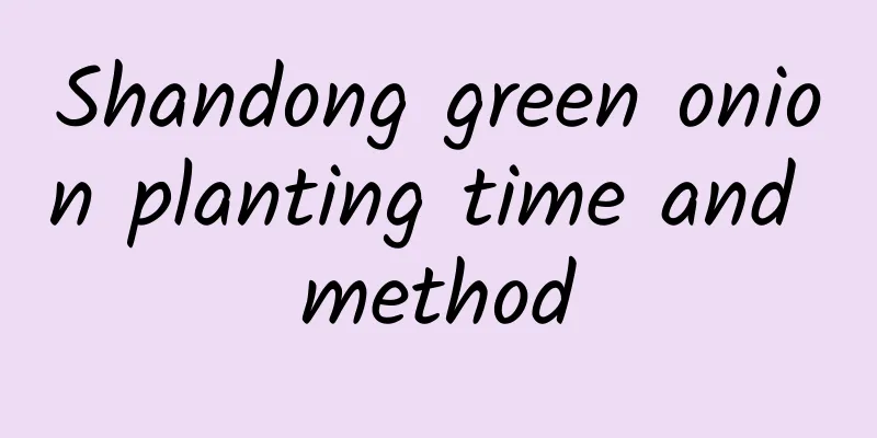 Shandong green onion planting time and method