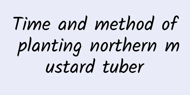 Time and method of planting northern mustard tuber
