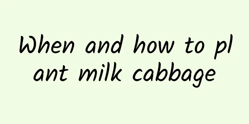 When and how to plant milk cabbage