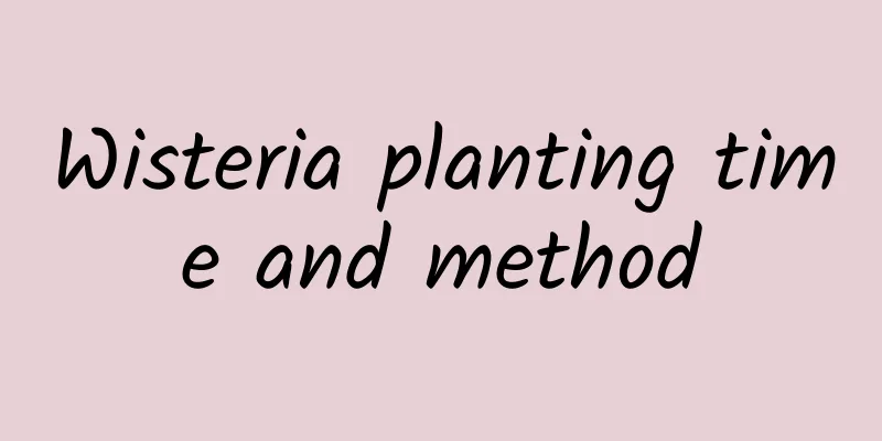 Wisteria planting time and method