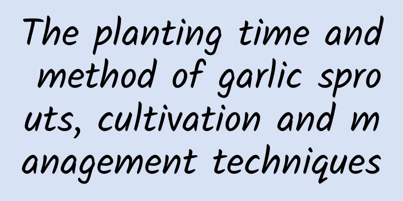 The planting time and method of garlic sprouts, cultivation and management techniques