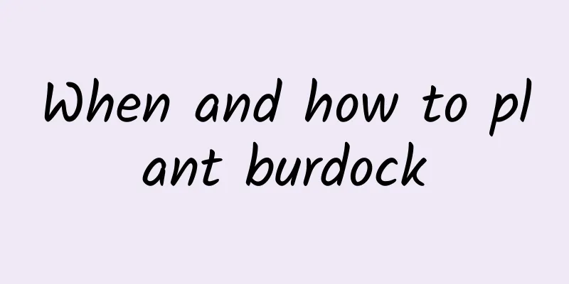 When and how to plant burdock
