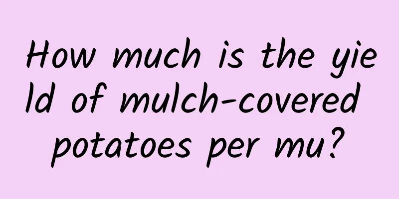 How much is the yield of mulch-covered potatoes per mu?