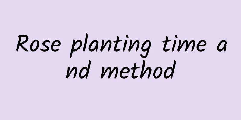 Rose planting time and method
