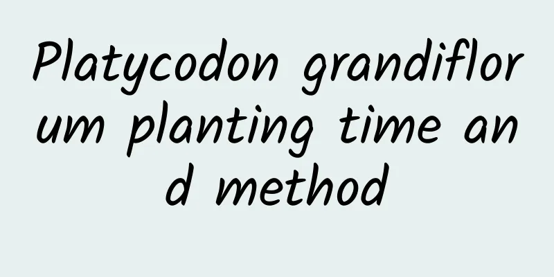 Platycodon grandiflorum planting time and method