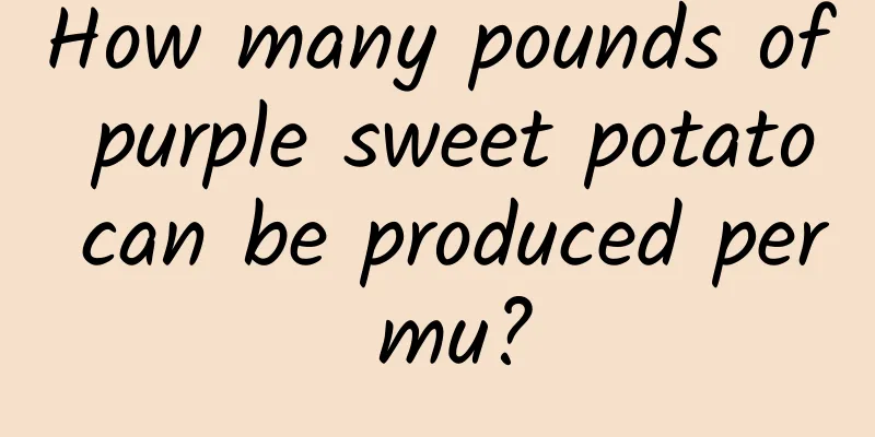 How many pounds of purple sweet potato can be produced per mu?