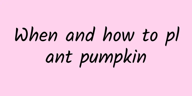 When and how to plant pumpkin