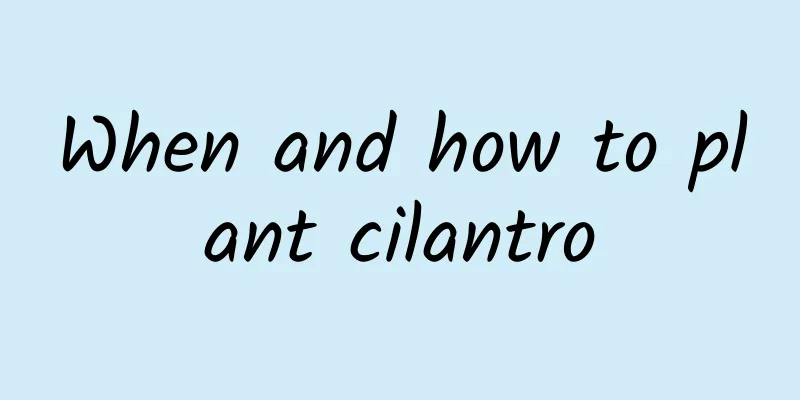 When and how to plant cilantro