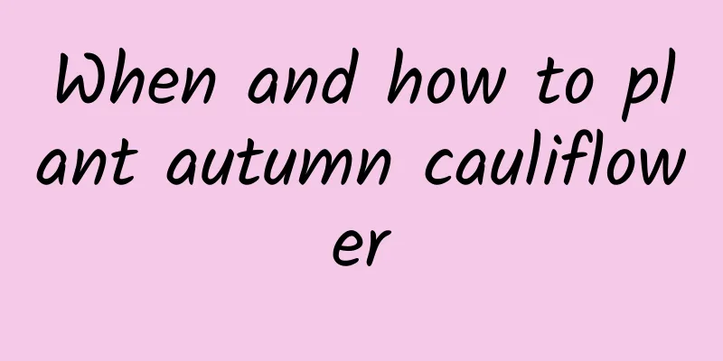 When and how to plant autumn cauliflower