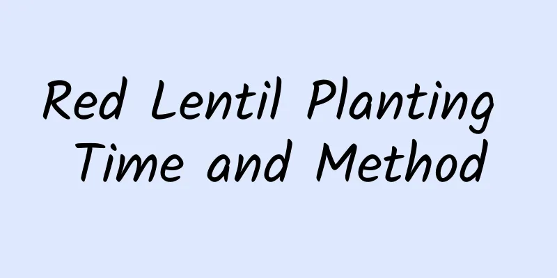 Red Lentil Planting Time and Method