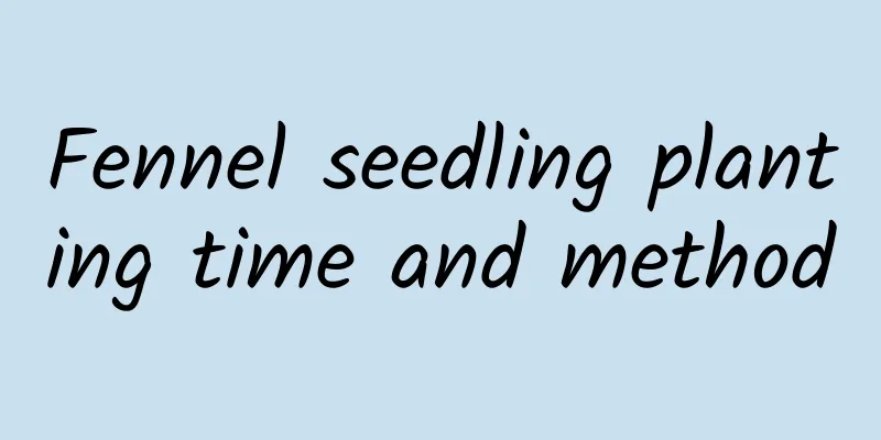 Fennel seedling planting time and method
