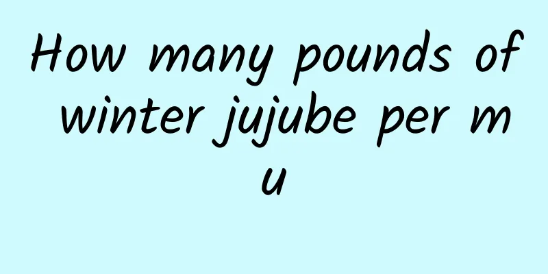 How many pounds of winter jujube per mu