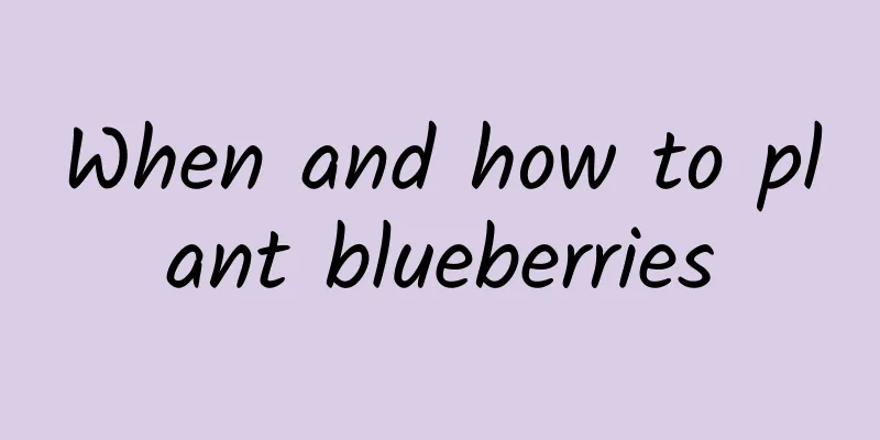 When and how to plant blueberries