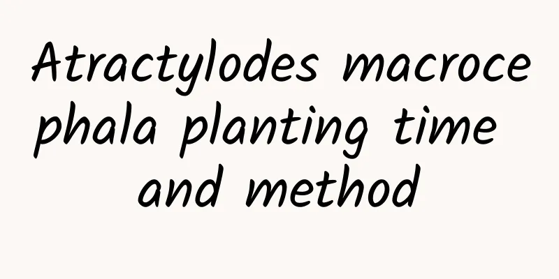 Atractylodes macrocephala planting time and method