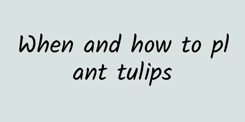 When and how to plant tulips