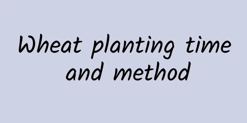 Wheat planting time and method