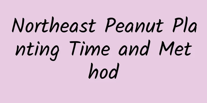 Northeast Peanut Planting Time and Method