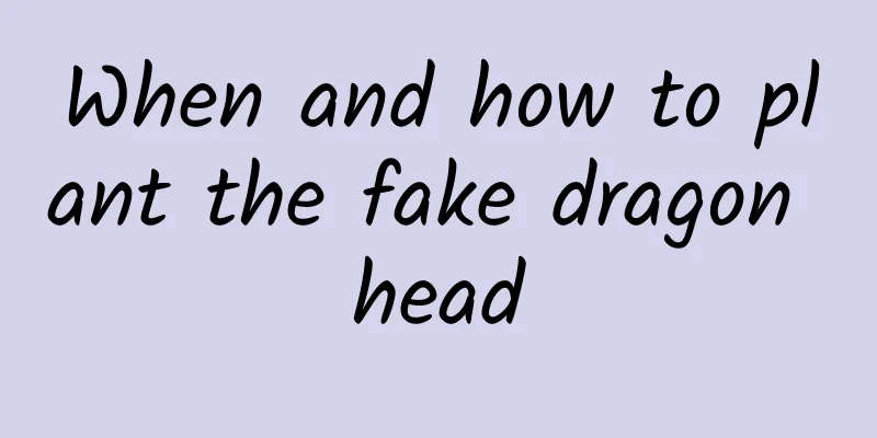 When and how to plant the fake dragon head