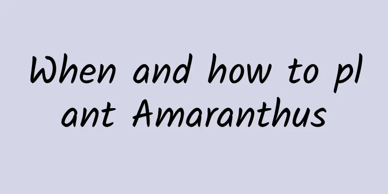 When and how to plant Amaranthus