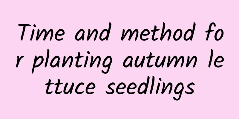 Time and method for planting autumn lettuce seedlings
