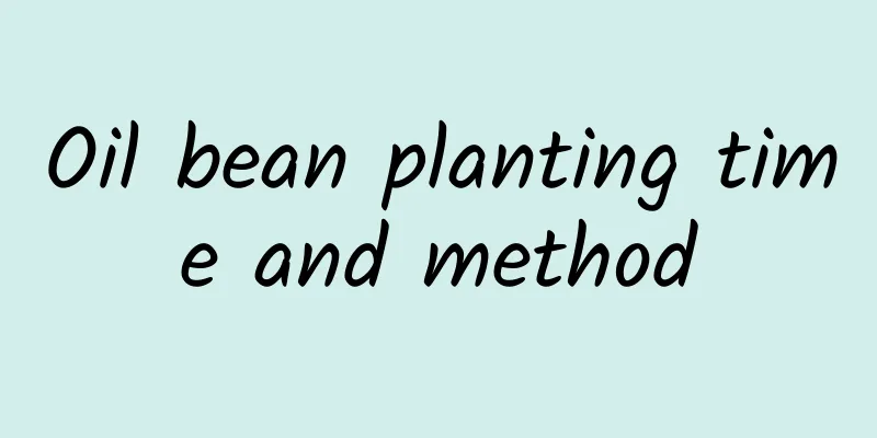 Oil bean planting time and method
