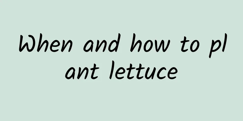 When and how to plant lettuce