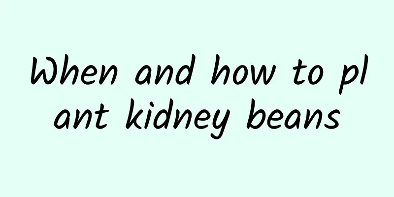When and how to plant kidney beans