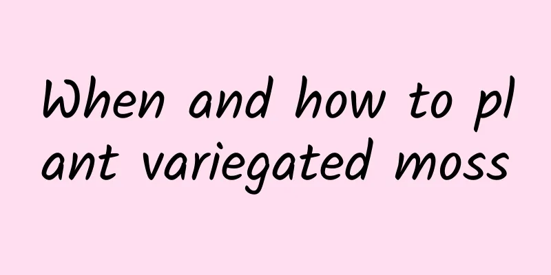 When and how to plant variegated moss