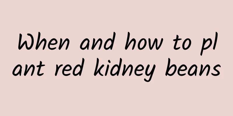 When and how to plant red kidney beans