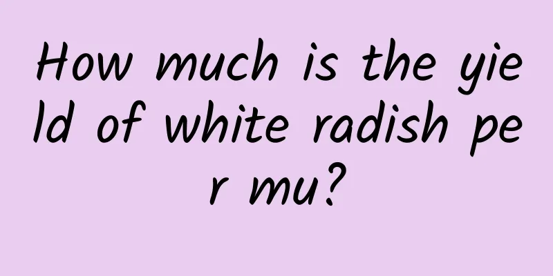 How much is the yield of white radish per mu?