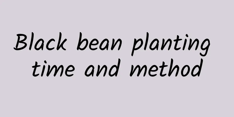 Black bean planting time and method