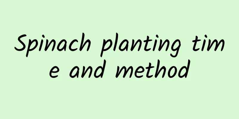 Spinach planting time and method