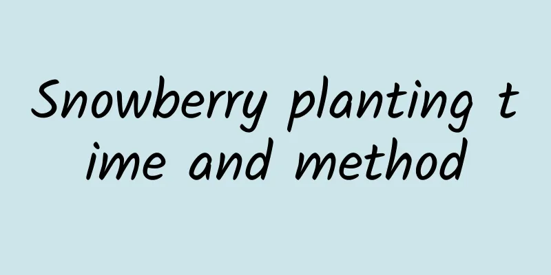 Snowberry planting time and method