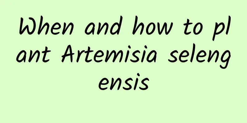 When and how to plant Artemisia selengensis