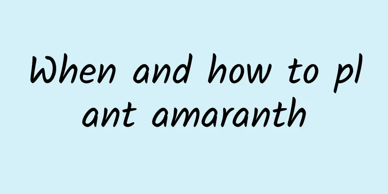 When and how to plant amaranth