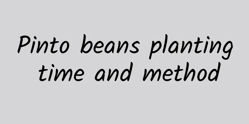 Pinto beans planting time and method