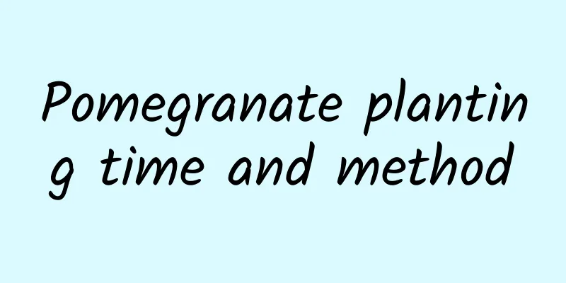 Pomegranate planting time and method