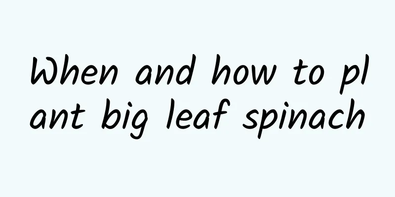 When and how to plant big leaf spinach