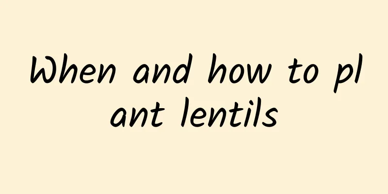 When and how to plant lentils