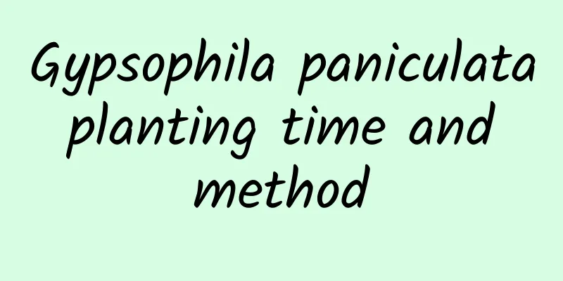 Gypsophila paniculata planting time and method