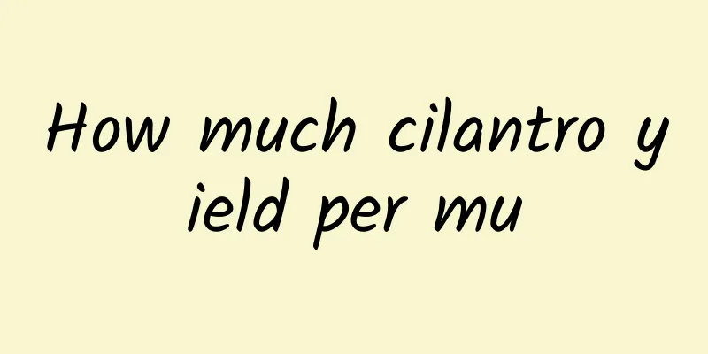 How much cilantro yield per mu